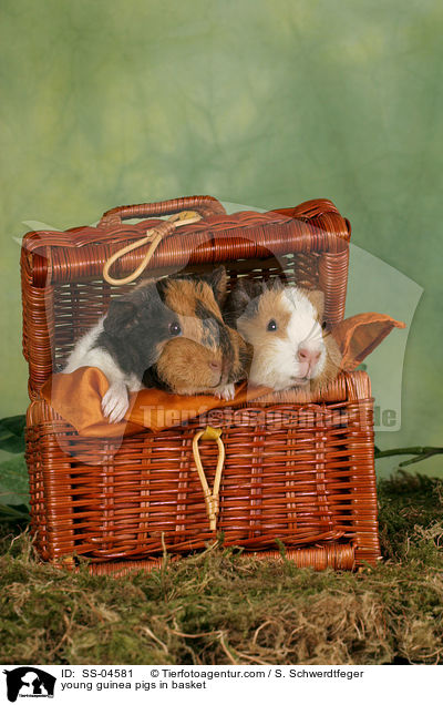 young guinea pigs in basket / SS-04581