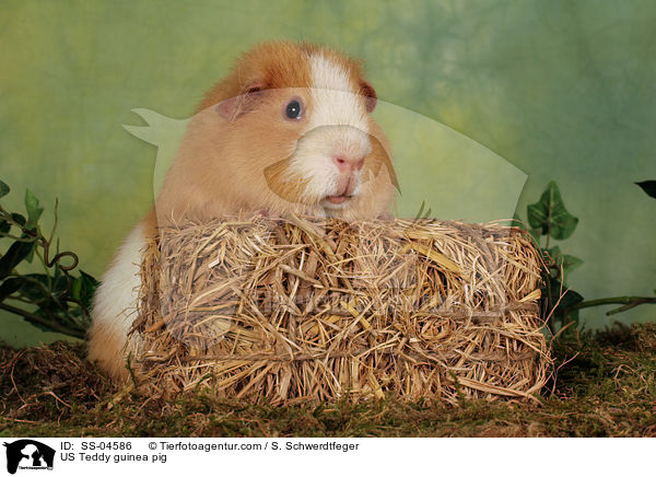 US Teddy guinea pig / SS-04586