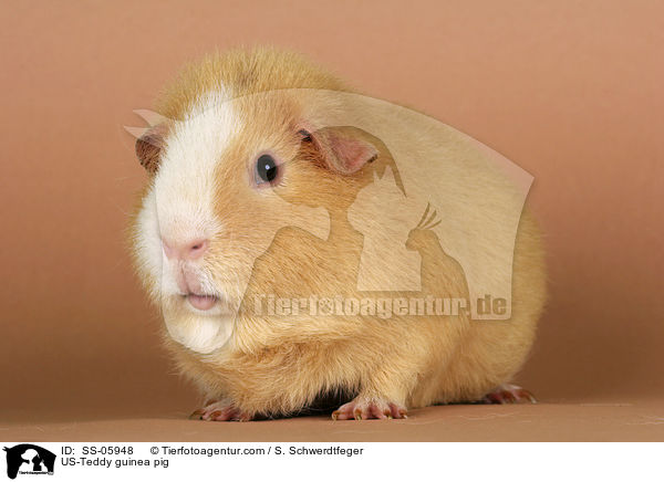 US-Teddy guinea pig / SS-05948