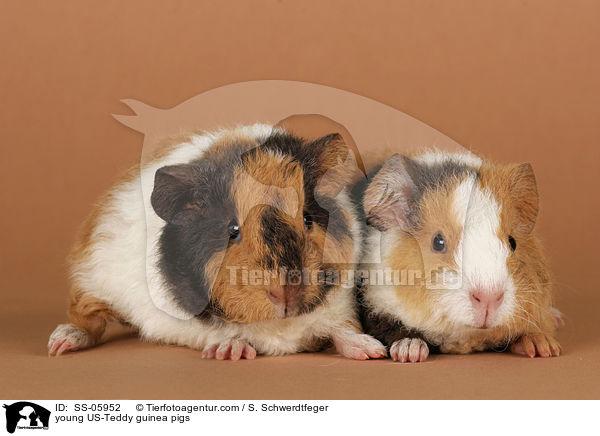 young US-Teddy guinea pigs / SS-05952