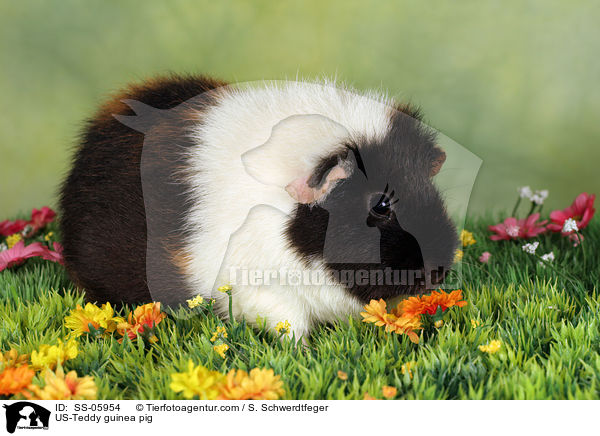 US-Teddy guinea pig / SS-05954