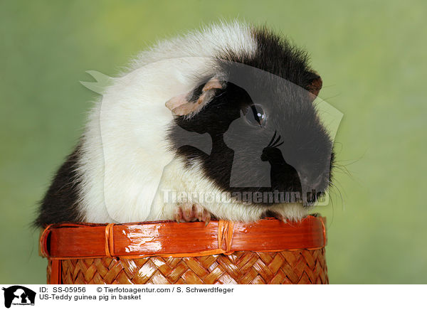 US-Teddy guinea pig in basket / SS-05956