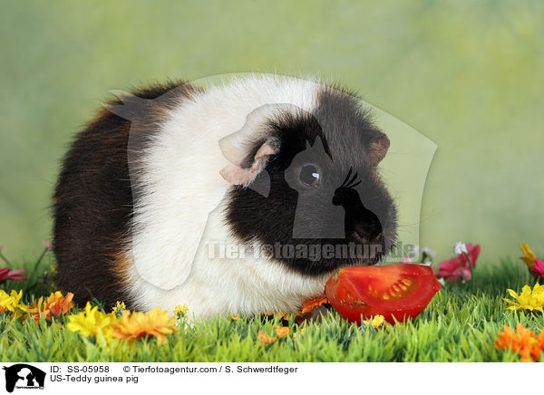 US-Teddy guinea pig / SS-05958