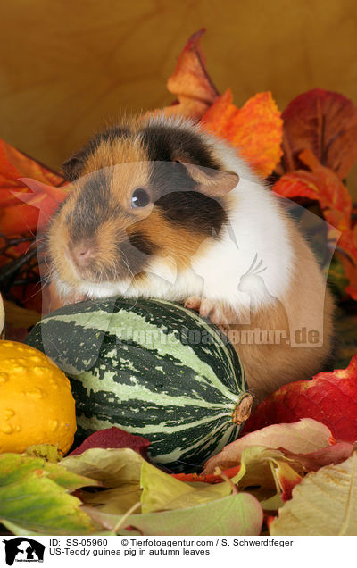 US-Teddy guinea pig in autumn leaves / SS-05960