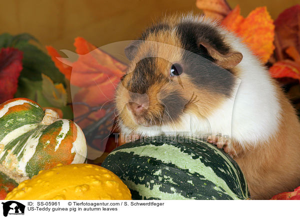 US-Teddy guinea pig in autumn leaves / SS-05961