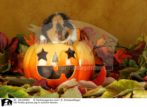 US-Teddy guinea pig in autumn leaves / SS-05963