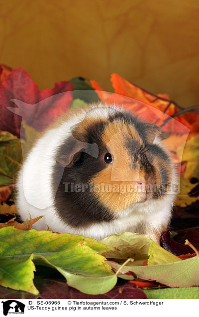 US-Teddy guinea pig in autumn leaves / SS-05965