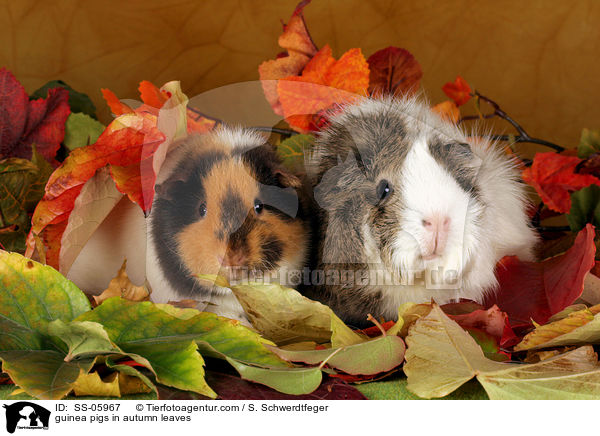 Meerschweine im Herbstlaub / guinea pigs in autumn leaves / SS-05967