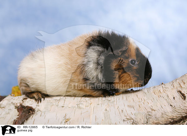 guinea pig / RR-12865