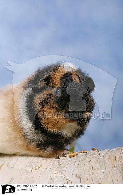 guinea pig / RR-12867
