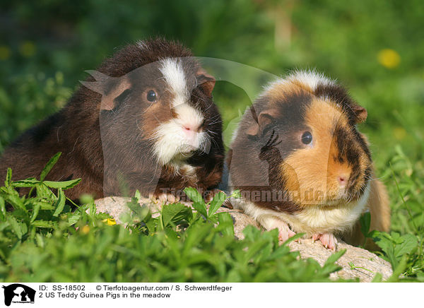 2 US Teddy Guinea Pigs in the meadow / SS-18502