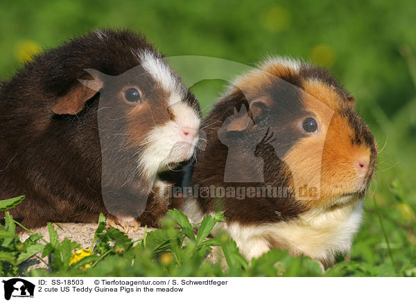 2 cute US Teddy Guinea Pigs in the meadow / SS-18503