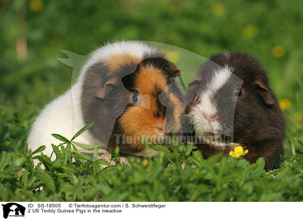 2 US Teddy Guinea Pigs in the meadow / SS-18505