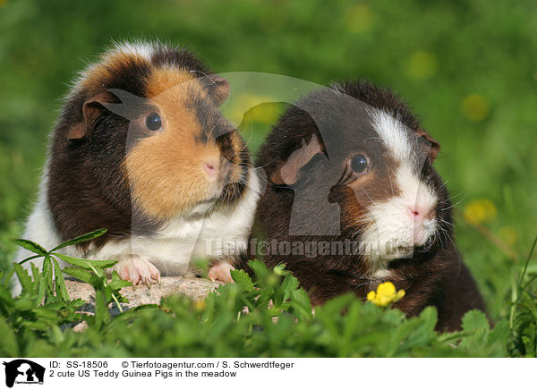 2 cute US Teddy Guinea Pigs in the meadow / SS-18506