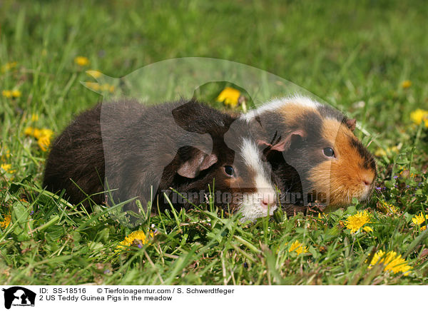 2 US Teddy Guinea Pigs in the meadow / SS-18516