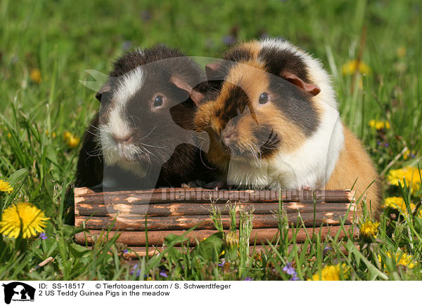 2 US Teddy Guinea Pigs in the meadow / SS-18517