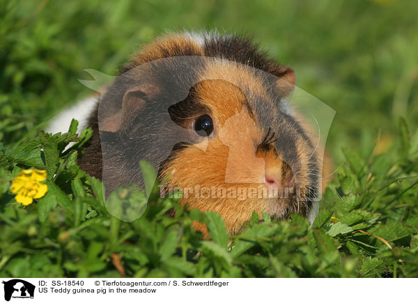 US Teddy guinea pig in the meadow / SS-18540
