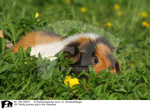 US Teddy guinea pig in the meadow / SS-18541