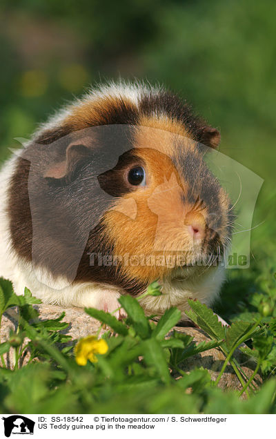 US Teddy guinea pig in the meadow / SS-18542