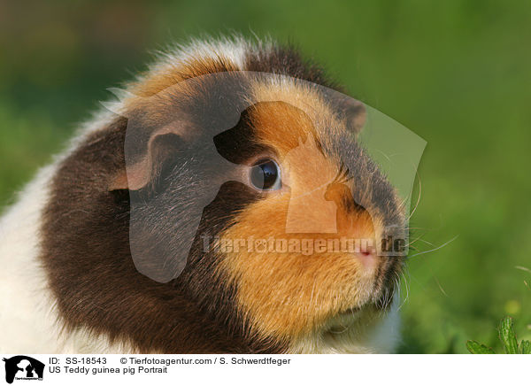 US Teddy guinea pig Portrait / SS-18543