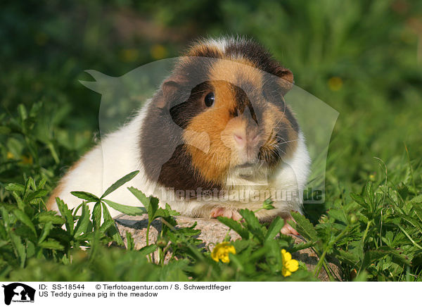 US Teddy guinea pig in the meadow / SS-18544