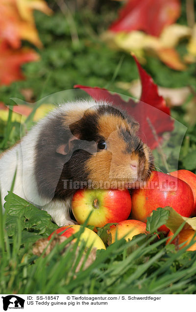 US Teddy guinea pig in the autumn / SS-18547