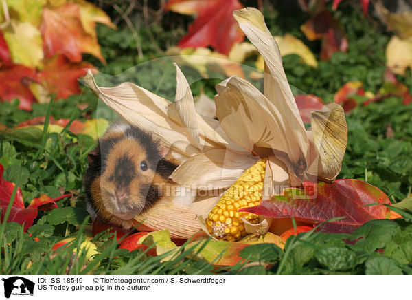 US Teddy guinea pig in the autumn / SS-18549