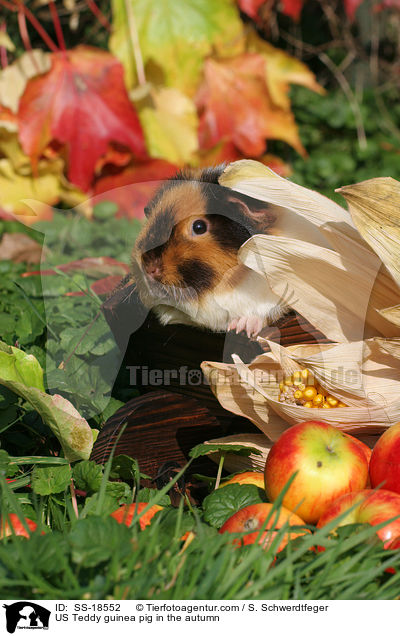 US Teddy guinea pig in the autumn / SS-18552