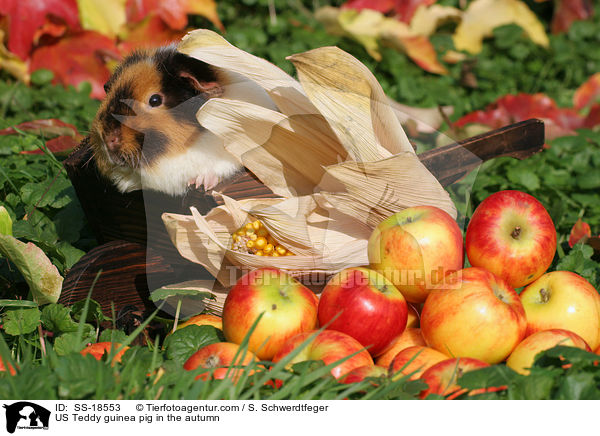 US Teddy guinea pig in the autumn / SS-18553