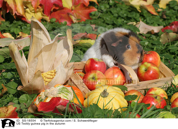 US Teddy guinea pig in the autumn / SS-18554