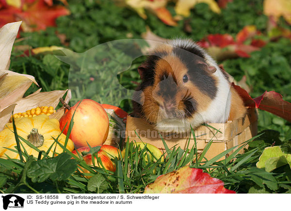 US Teddy guinea pig in the meadow in autumn / SS-18558