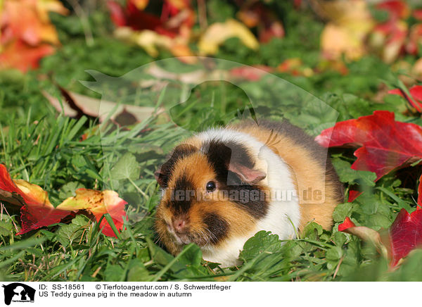 US Teddy guinea pig in the meadow in autumn / SS-18561