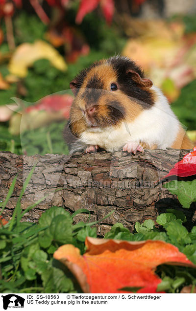 US Teddy guinea pig in the autumn / SS-18563
