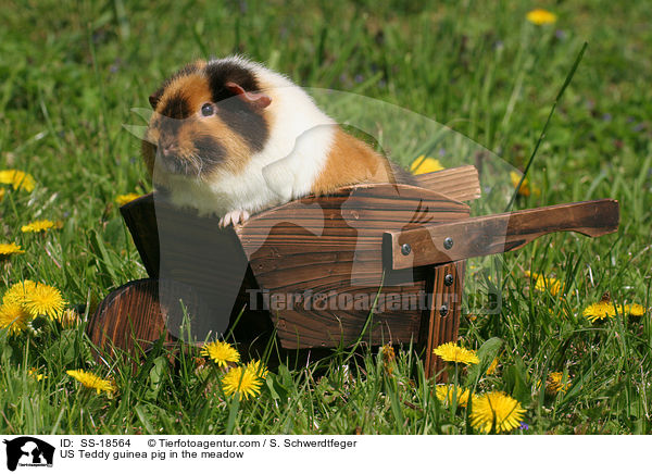 US Teddy guinea pig in the meadow / SS-18564