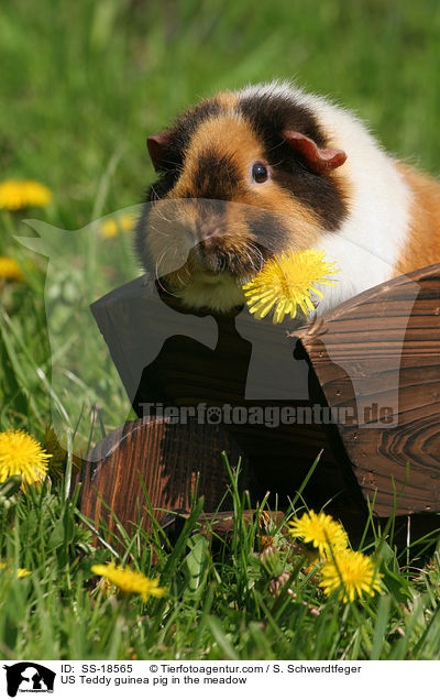 US Teddy guinea pig in the meadow / SS-18565