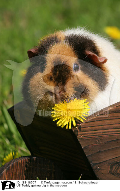 US Teddy guinea pig in the meadow / SS-18567