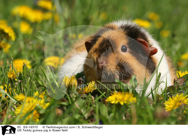 US Teddy guinea pig in flower field / SS-18570