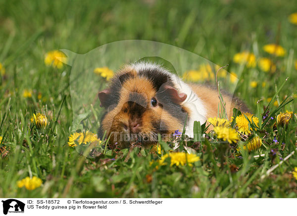 US Teddy guinea pig in flower field / SS-18572
