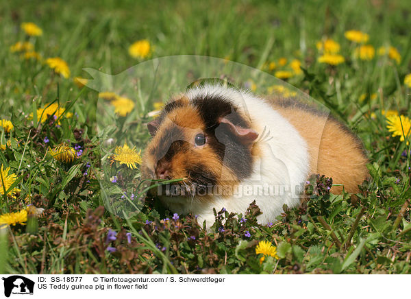 US Teddy guinea pig in flower field / SS-18577