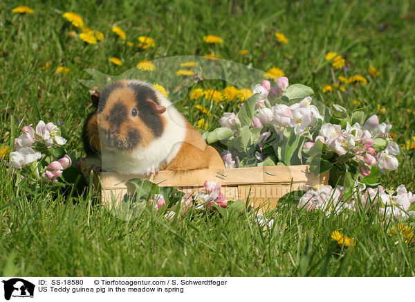 US Teddy guinea pig in the meadow in spring / SS-18580