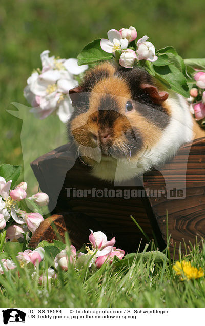 US Teddy guinea pig in the meadow in spring / SS-18584