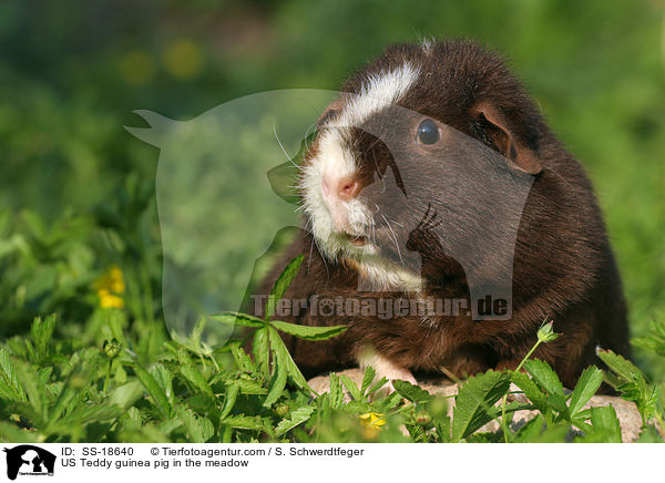 US Teddy guinea pig in the meadow / SS-18640