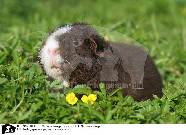 US Teddy guinea pig in the meadow / SS-18643