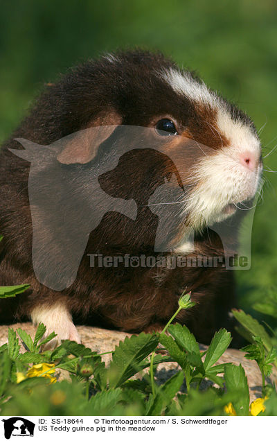 US Teddy guinea pig in the meadow / SS-18644