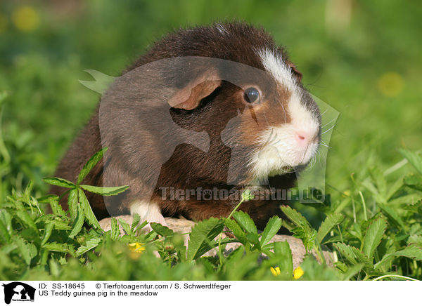 US Teddy guinea pig in the meadow / SS-18645