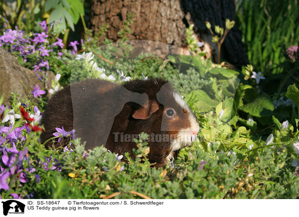 US Teddy guinea pig in flowers / SS-18647