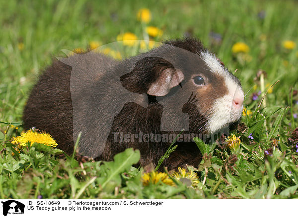US Teddy guinea pig in the meadow / SS-18649
