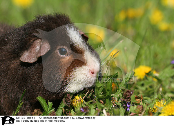US Teddy guinea pig in the meadow / SS-18651
