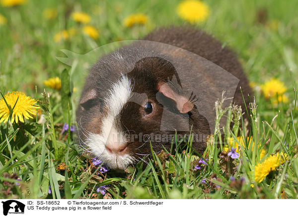 US Teddy guinea pig in a flower field / SS-18652