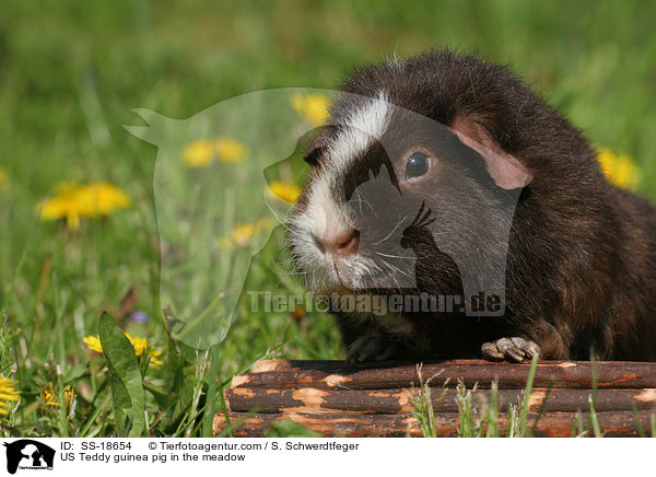 US Teddy guinea pig in the meadow / SS-18654